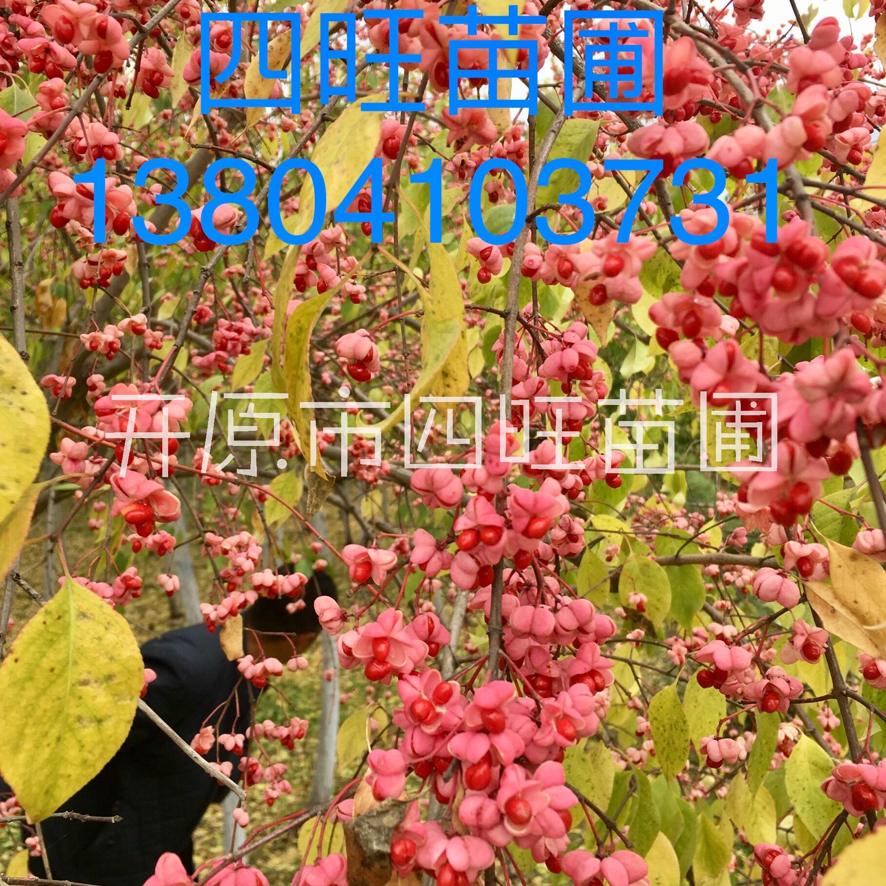 供應東北遼寧開原桃葉衛(wèi)矛 金葉絲綿木工程苗木種子小苗*惠