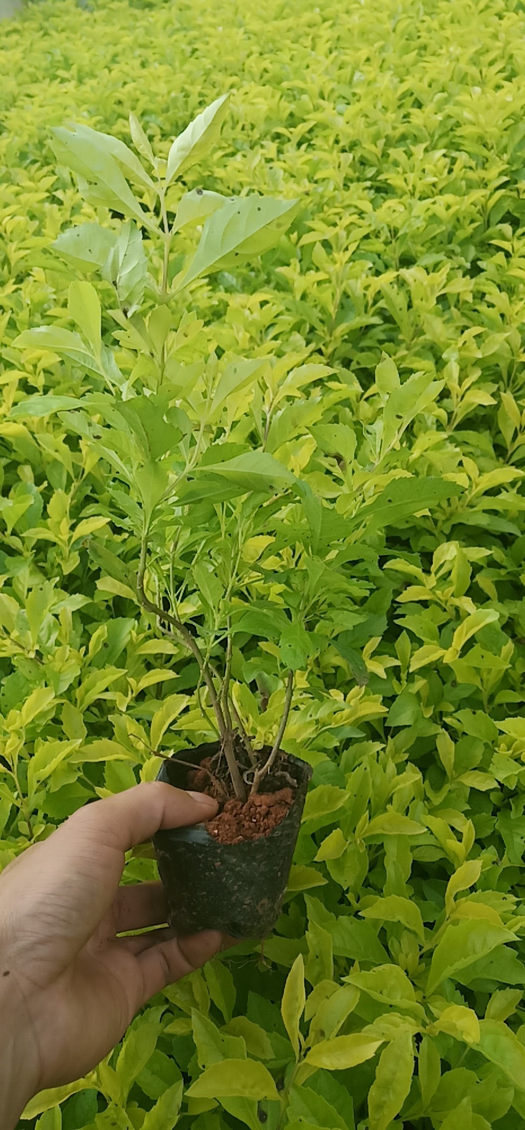 云南黃連翹小毛球批發(fā)價(jià)格、種植基地、哪里有賣【云南昆明宜良綠創(chuàng)種植園】