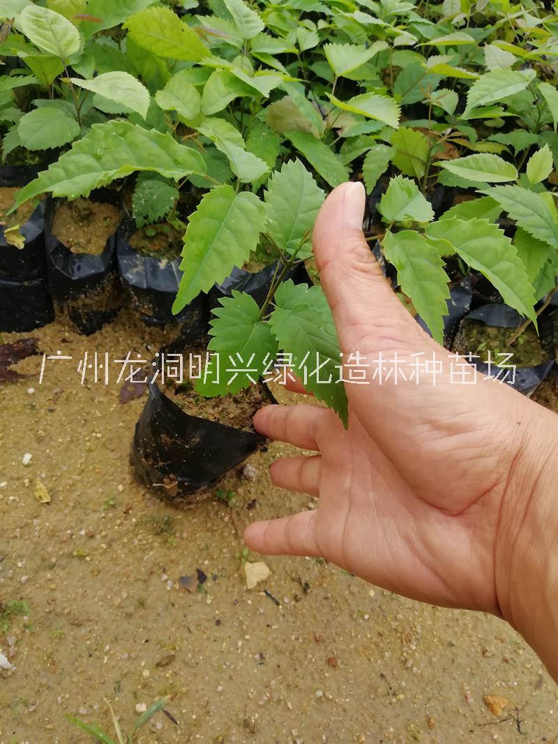 五華梅州紫花楓鈴木小苗基地直銷供應(yīng)商批發(fā)報(bào)價(jià)-基地*價(jià)格