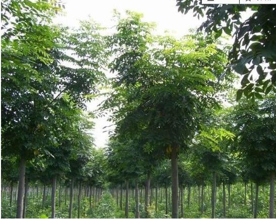 湖南11公分欒樹多少錢，益陽7公分欒樹價格，欒樹價格俊園苗木