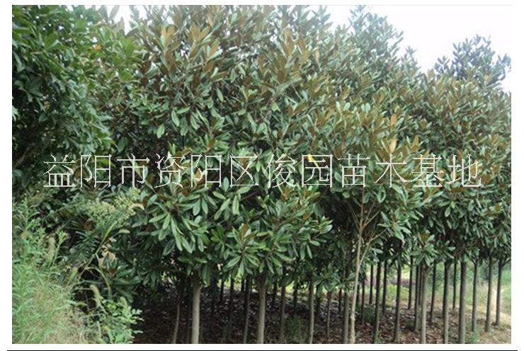 成都大量批發(fā)廣玉蘭，四川批發(fā)廣玉蘭，供應(yīng)廣玉蘭苗