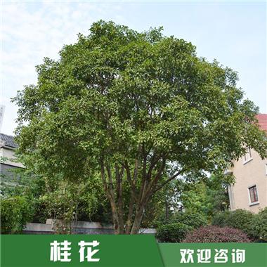 桂花種植基地，桂花價(jià)格，桂花批發(fā)