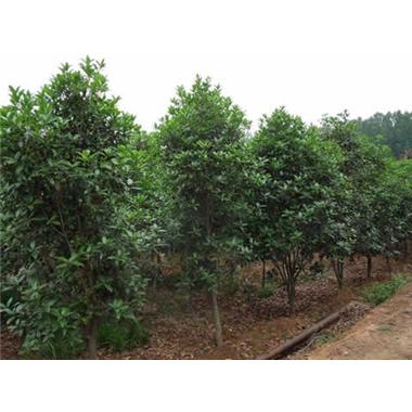 益陽桂花苗基地直銷、桂花苗成活率高 品類齊全 銷售熱線13973709093