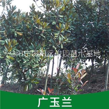 湖南苗圃產(chǎn)地供應(yīng)廣玉蘭，供應(yīng)廣玉蘭電話，16公分廣玉蘭，廣玉蘭庭院風(fēng)景樹