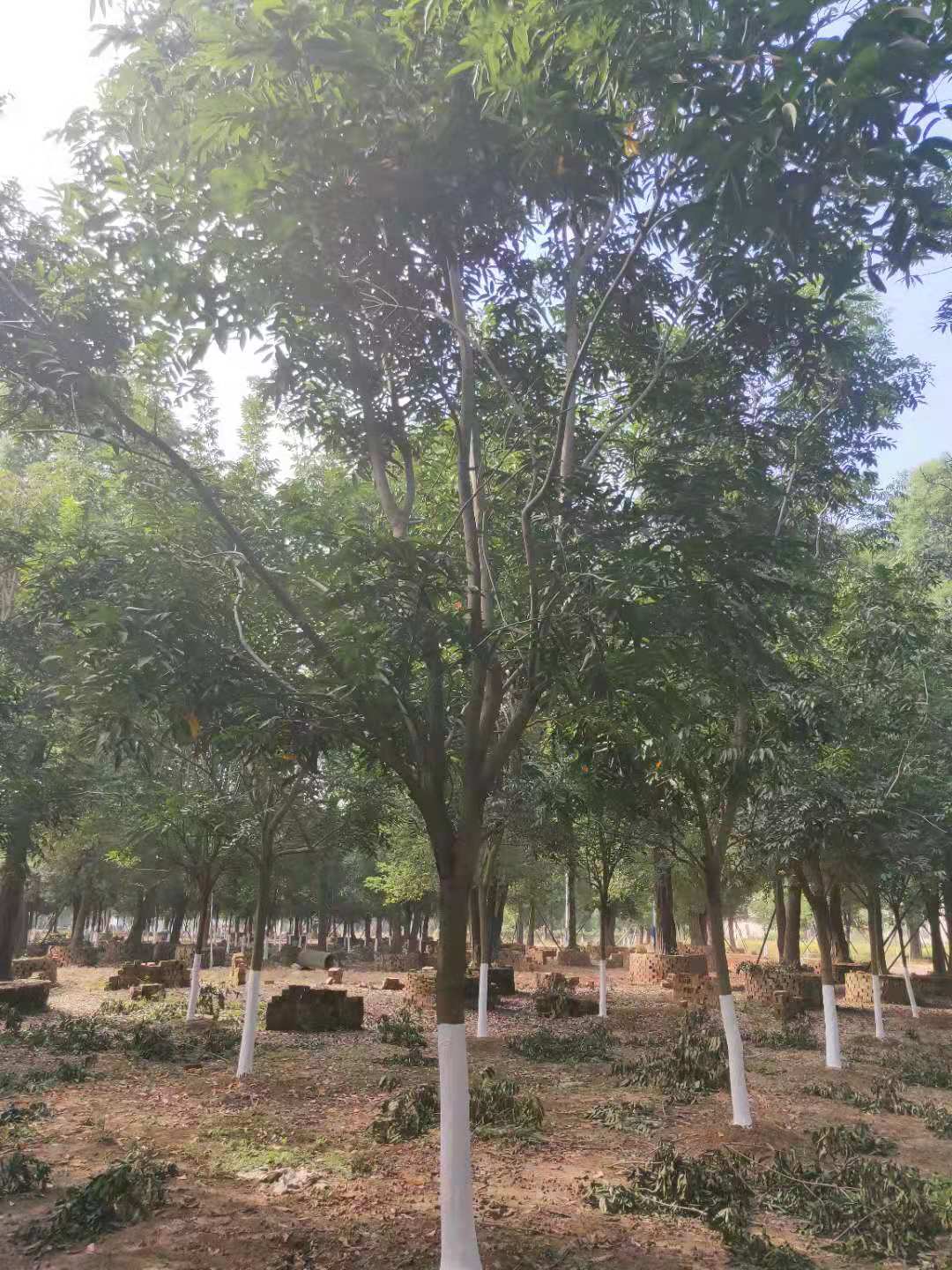 益陽25公分無患子樹種植基地現(xiàn)貨銷售報(bào)價(jià)多少錢-無患子樹價(jià)格