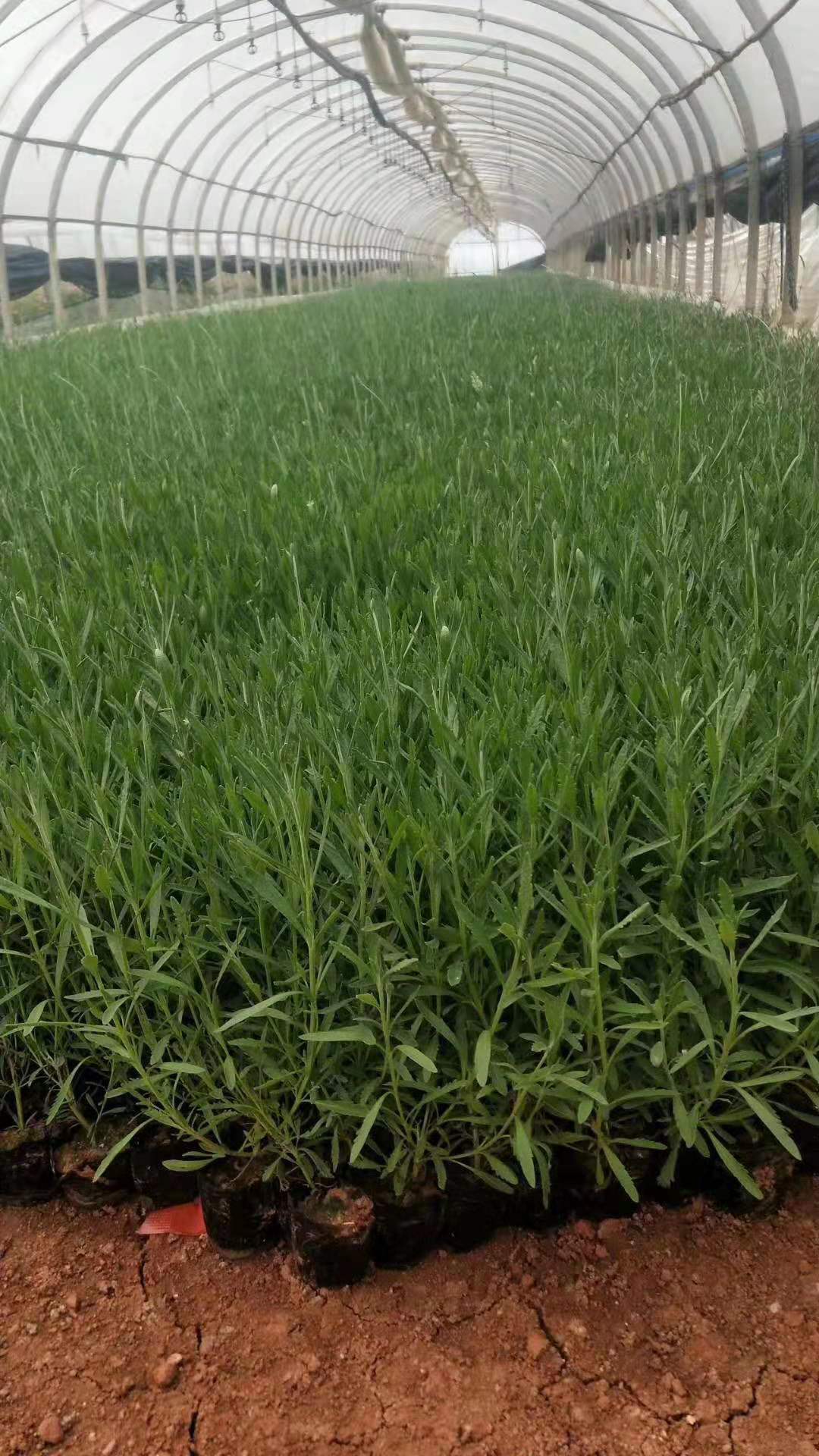 薰衣草小杯苗  云南熏衣草種植基地  熏衣草批發(fā)價(jià)格