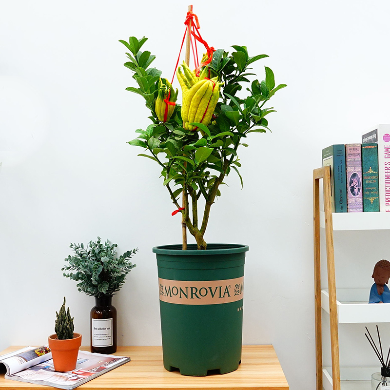 武漢花園綠化園林設(shè)計(jì)施工管理室內(nèi)外花卉植物養(yǎng)維護(hù)苗木補(bǔ)種送貨