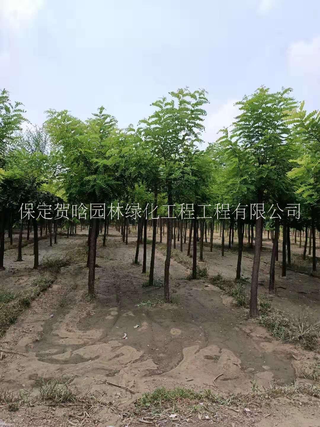 各種規(guī)格刺槐批發(fā)_刺槐種植基地_批發(fā)