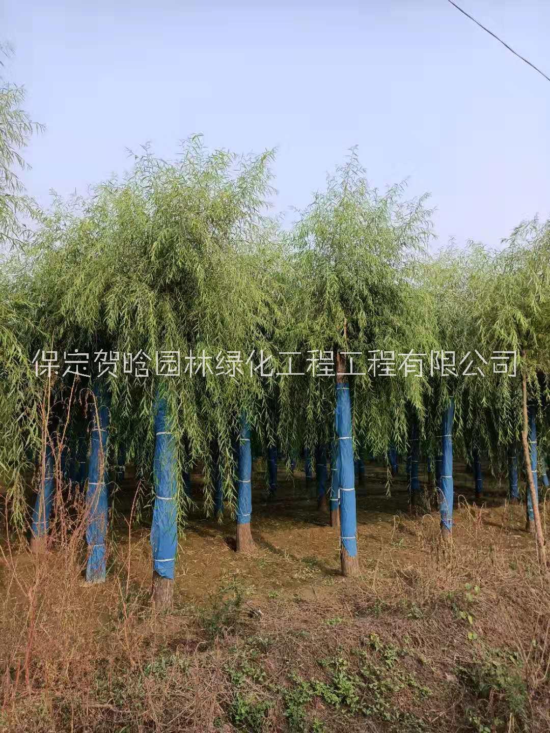 河北專業(yè)種植嫁接垂柳_垂柳小苗批發(fā)_基地