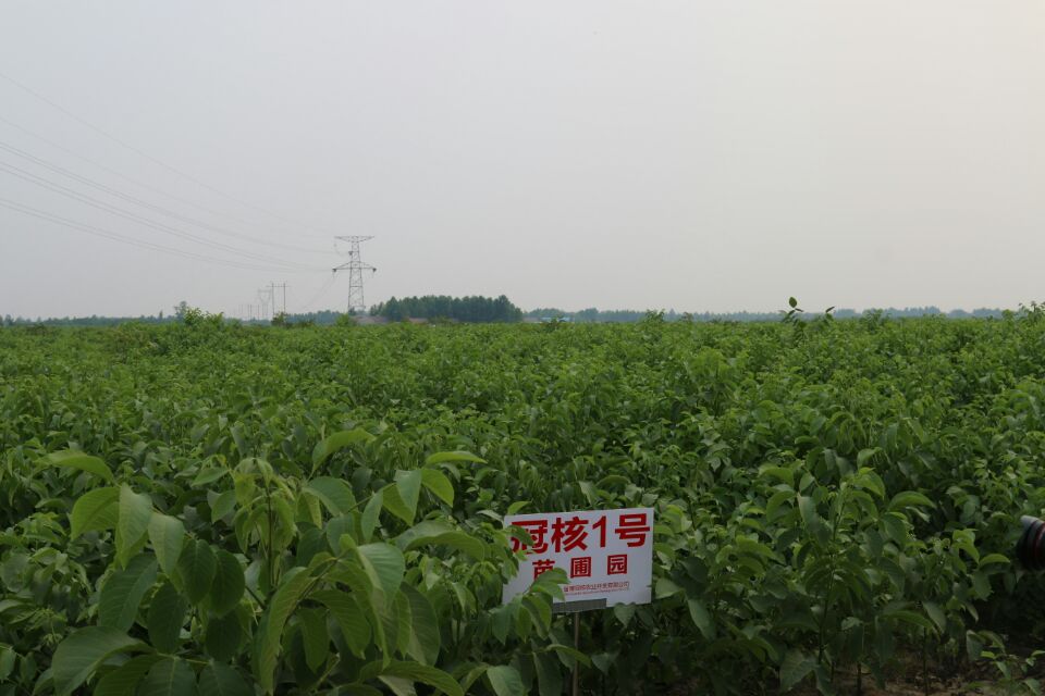 優(yōu)質薄皮核桃苗 100棵起售 ?；?山東冠核農業(yè) 核桃苗價格