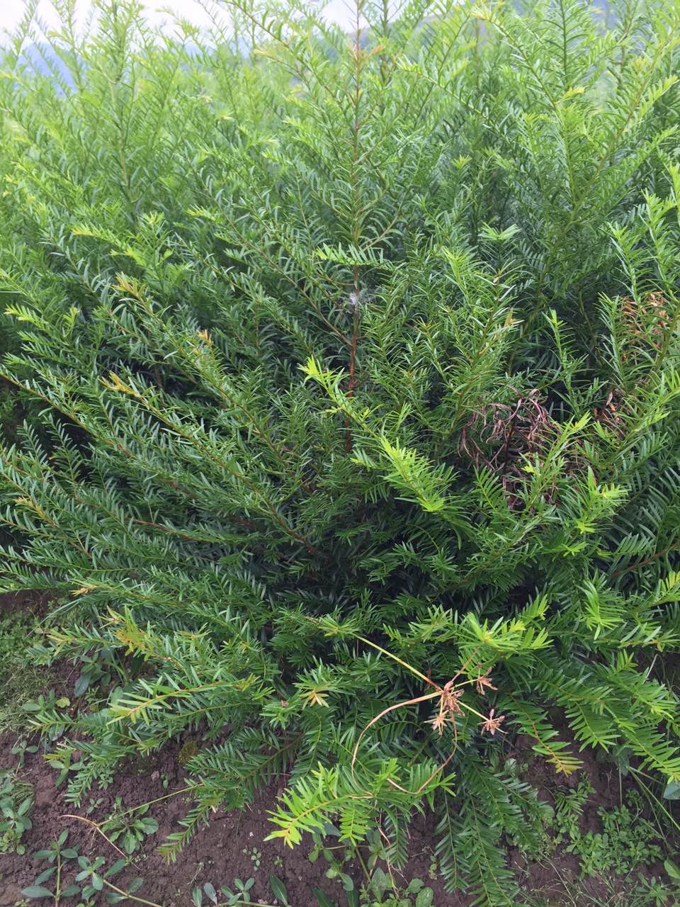 紅豆杉廠家 神奇紅豆杉|紅豆杉價格 南方紅豆杉