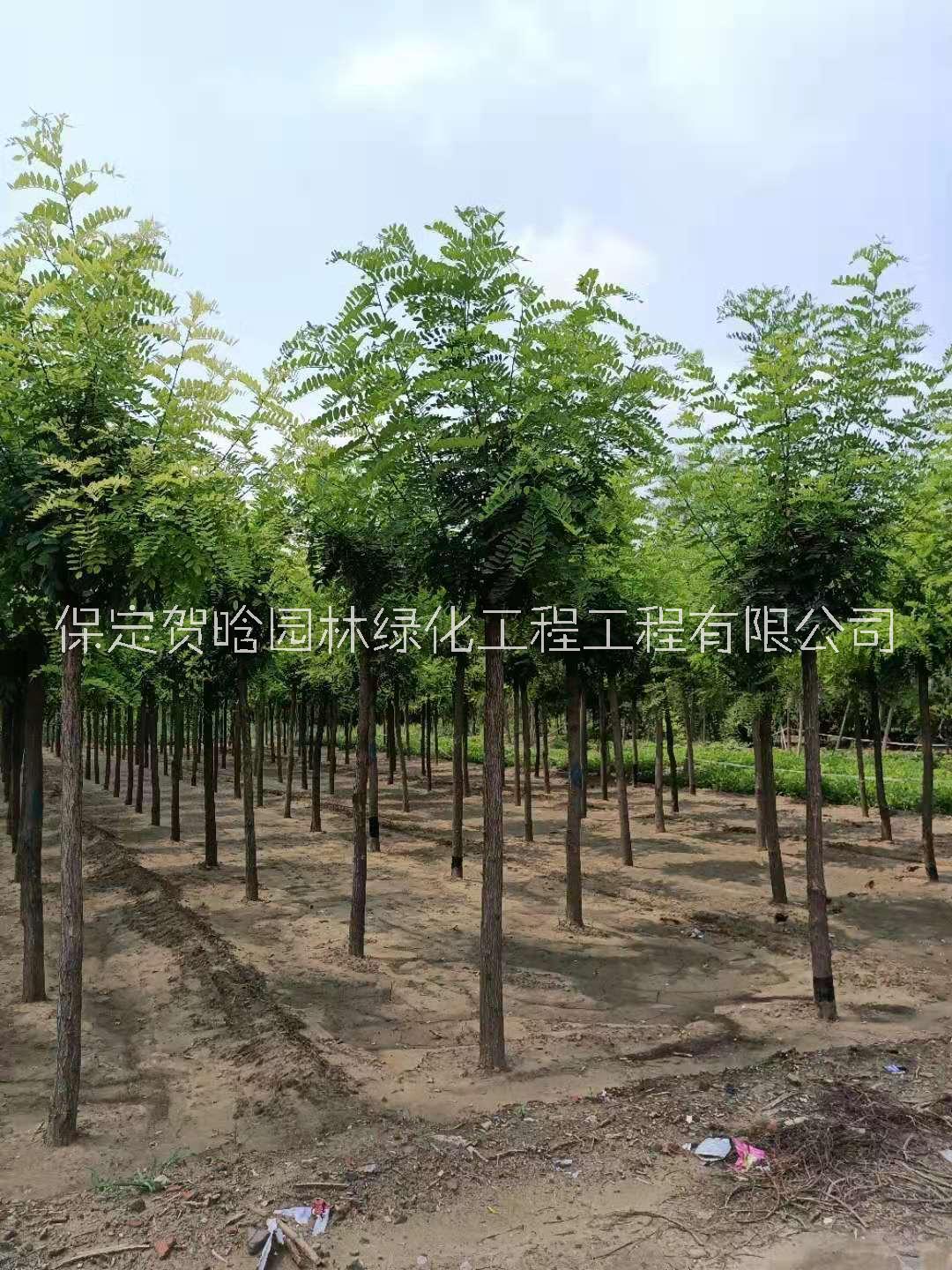 各種規(guī)格刺槐批發(fā)_刺槐種植基地_批發(fā)