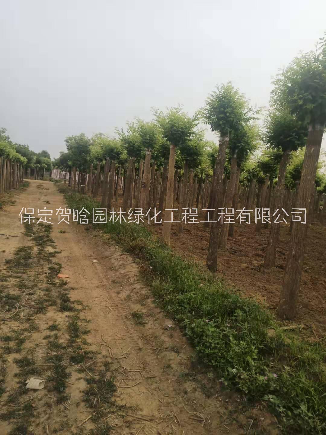 黃金槐河北保定博野賀晗園林綠化工程有限公司出售8公分到15公分金枝槐質(zhì)優(yōu)價實