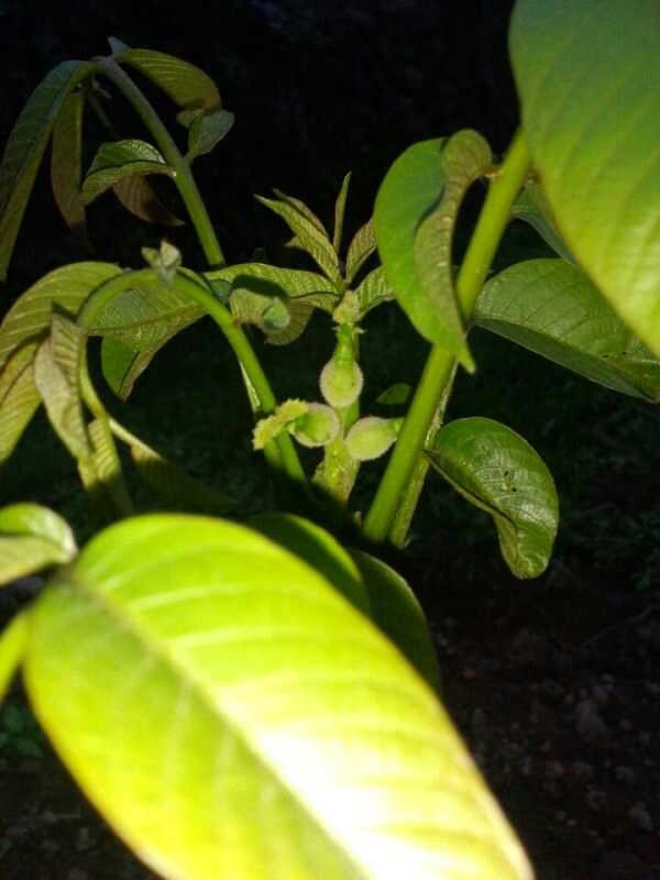 山東冠核核桃樹 冠核一號(hào)核桃苗 當(dāng)年見果核桃苗 畝產(chǎn)可達(dá)千斤