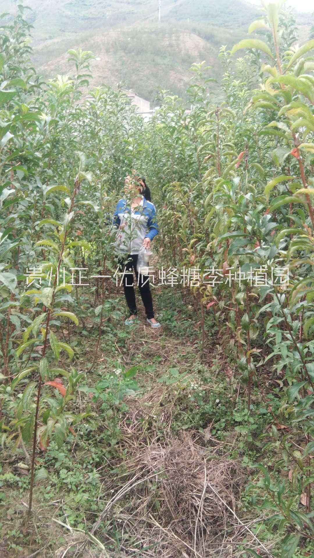 湖北優(yōu)質(zhì)蜂糖李果樹苗供應(yīng)商，出售蜂糖李苗價(jià)格,2019年蜂糖李苗繁育基地