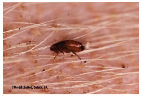 開福區(qū)滅跳蚤公司,開福區(qū)專業(yè)滅跳蚤,開福區(qū)滅跳蚤圖片,開福區(qū)滅跳蚤哪家好,開福區(qū)滅跳蚤市場價格