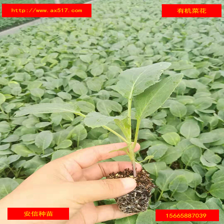 安信有機(jī)菜花苗 農(nóng)業(yè)致富好幫手