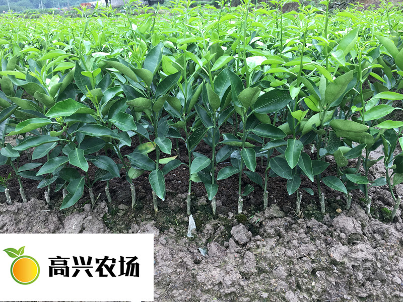 明日見(jiàn)柑橘苗 象山明日見(jiàn)枝條基地直發(fā)價(jià)格