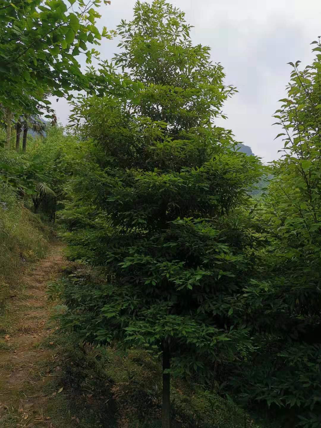 楠木樹(shù)苗木基地   四川成都金絲楠木出售    價(jià)格低找三郎龍鼎園林