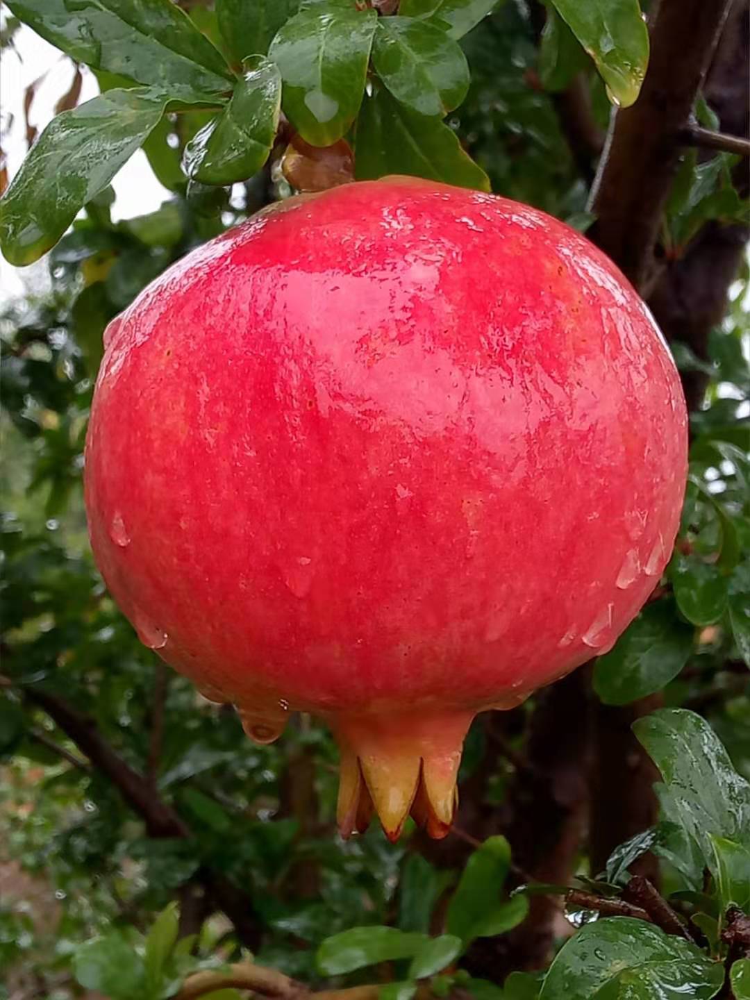 河陰軟籽石榴采摘園—批發(fā)商—供應(yīng)商—種植