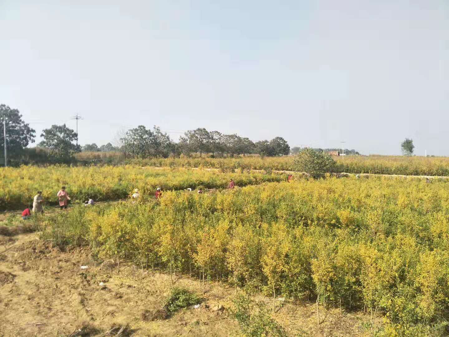 供應(yīng)河陰*軟籽石榴—批發(fā)商—種植—供應(yīng)商