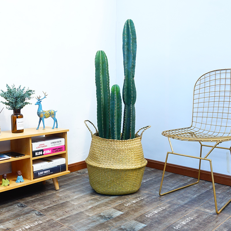 武漢戶外綠化施工苗木供應(yīng)送貨上門，戶外耐熱耐寒的本地苗木