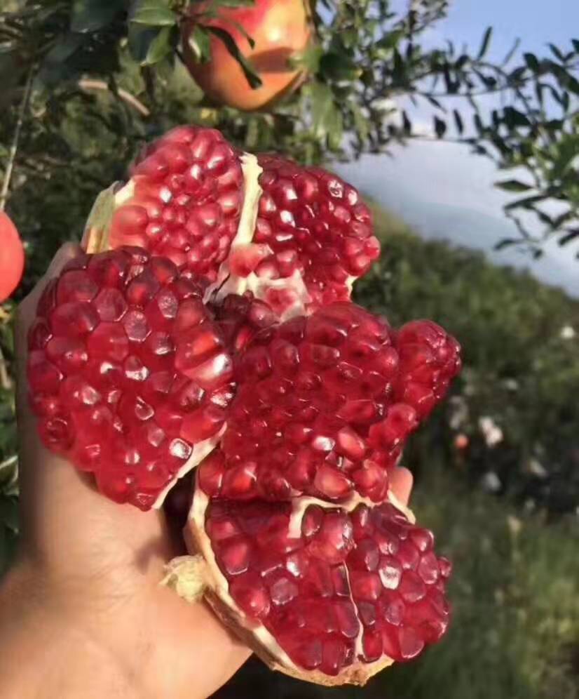 批發(fā)河陰*石榴—供應商—種植
