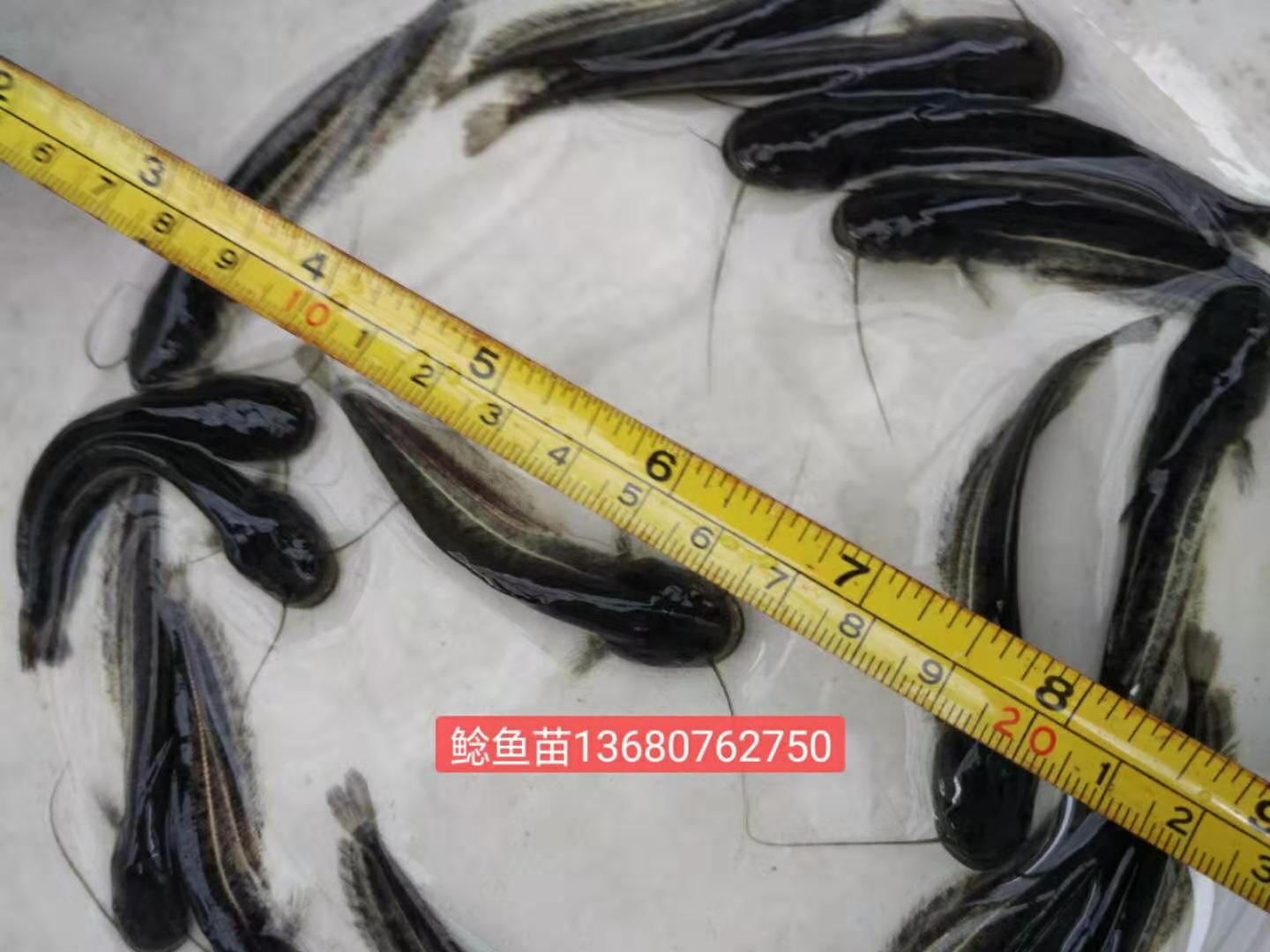 河源市鯰魚苗廠家-供應(yīng)商-批發(fā)