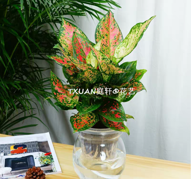 商場植物租擺-綠植租擺-TXUAN庭軒?花藝 吉祥如意