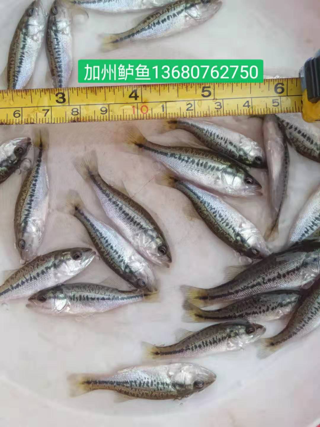 河源加州鱸魚苗廠家-供應(yīng)商-批發(fā)