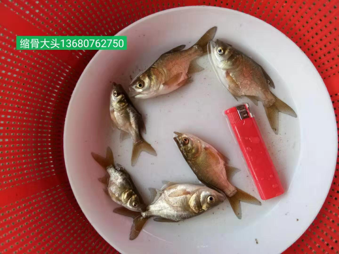 河源市縮骨大頭苗廠家-供應(yīng)商-批發(fā)