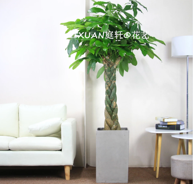 五辮發(fā)財樹-廣州TXUAN庭軒?花藝專業(yè)承接植物租擺?綠化養(yǎng)護 價格低? 五辮發(fā)財樹