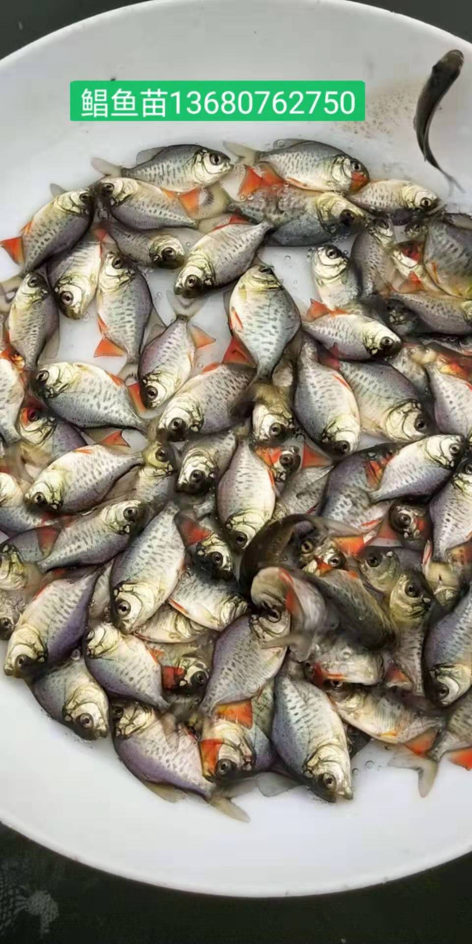 河源市鯧魚苗廠家-供應商-批發(fā)