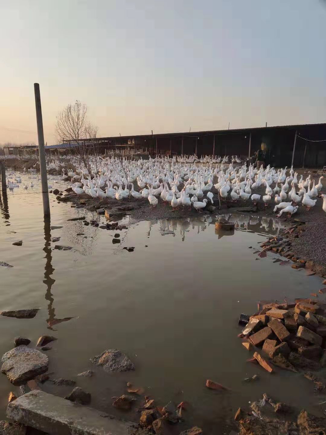 純種大三花鵝苗廠家 鵝苗養(yǎng)殖技術(shù)廠家  鵝苗養(yǎng)殖技術(shù)廠家