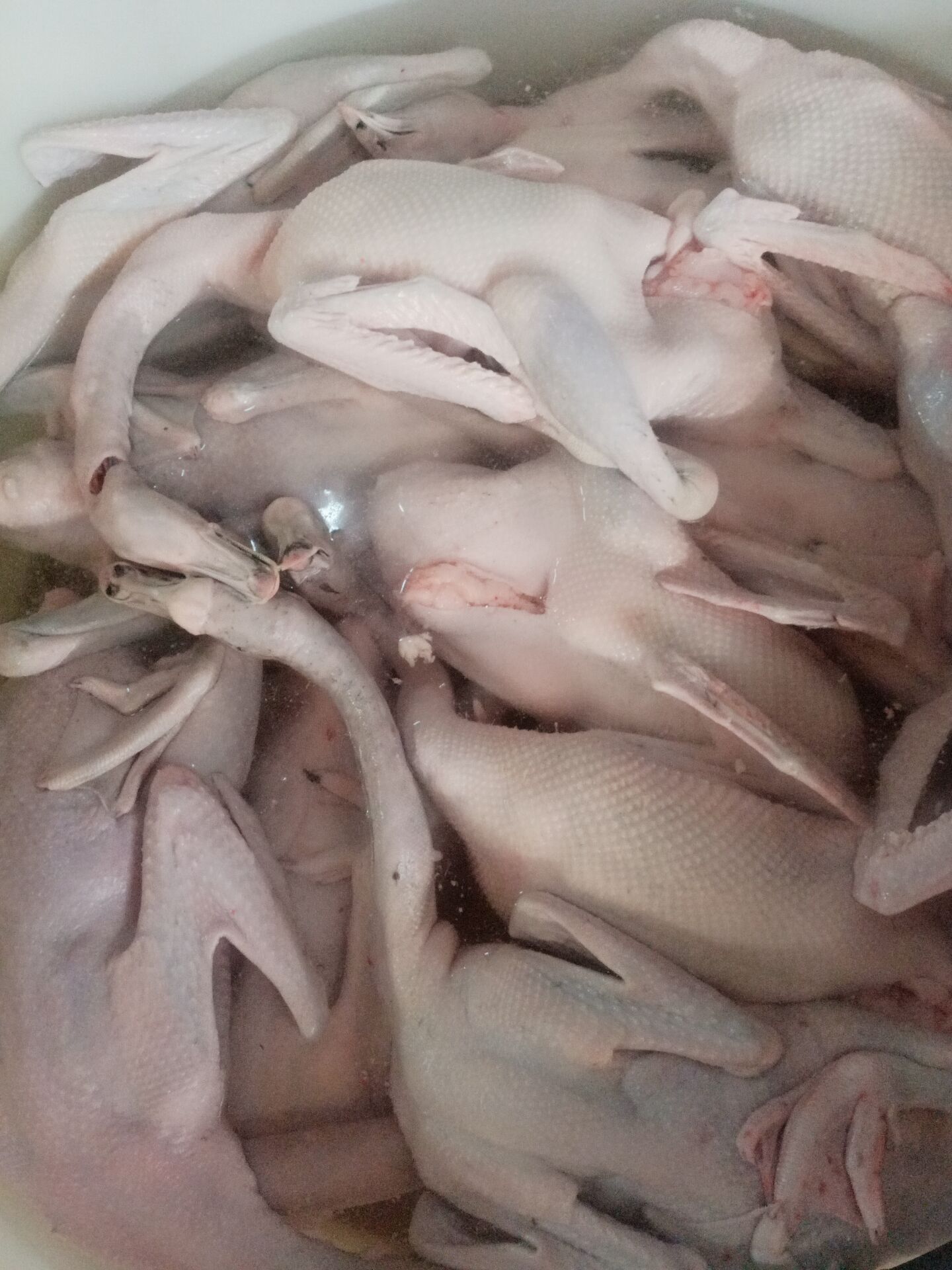 廣東*黑棕鵝 廣東*黑棕鵝直銷