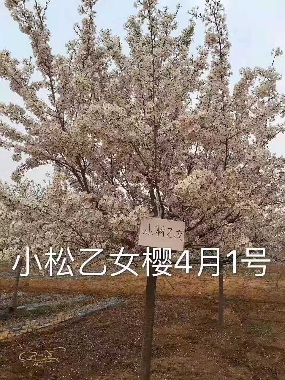 山東櫻花樹優(yōu)質(zhì)供應(yīng)商_種植基地在哪