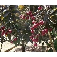 廣西紅皮農眼苗種植基地_廣西紅皮農眼苗批發(fā)價格_【廣西創(chuàng)優(yōu)果苗基地】