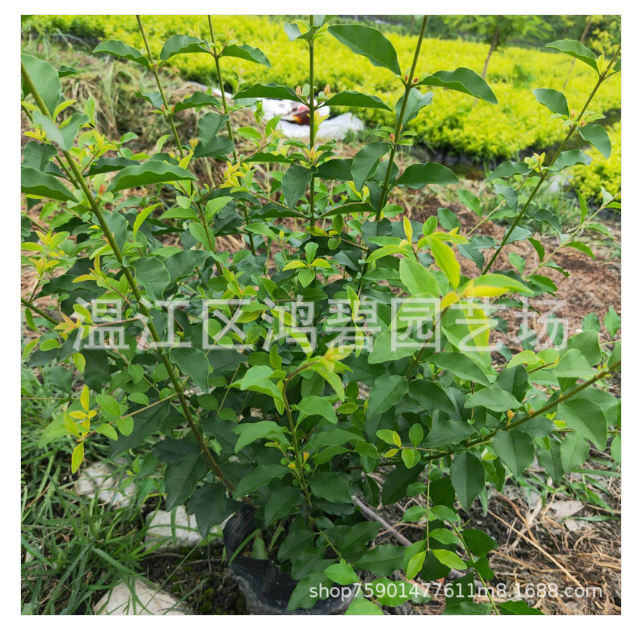 金禾女貞毛球批發(fā)，金禾女貞毛球價(jià)格，金禾女貞毛球種植基地