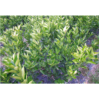 福建廈門臍橙苗種植基地_福建廈門臍橙苗種植批發(fā)價格_【福建省古田縣特優(yōu)果苗場】