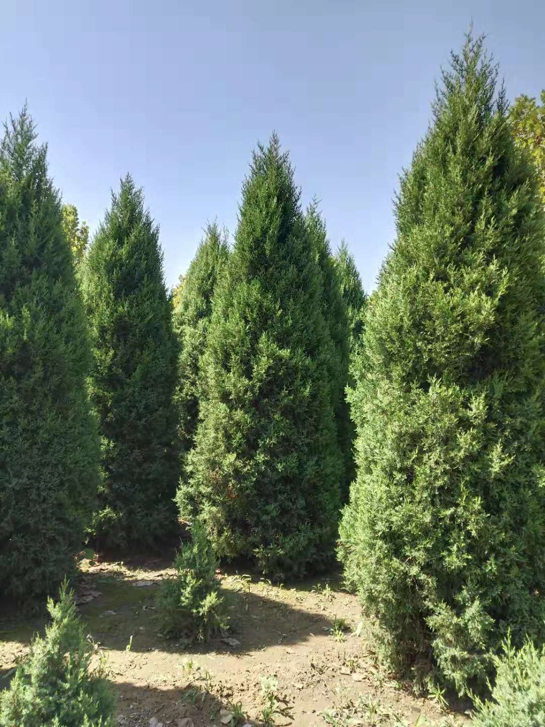河北望都塔快廠家直銷,河北保定望都塔快,河北望都塔快批發(fā)市場(chǎng),河北望都塔快哪里有賣,河北望都塔快價(jià)格表