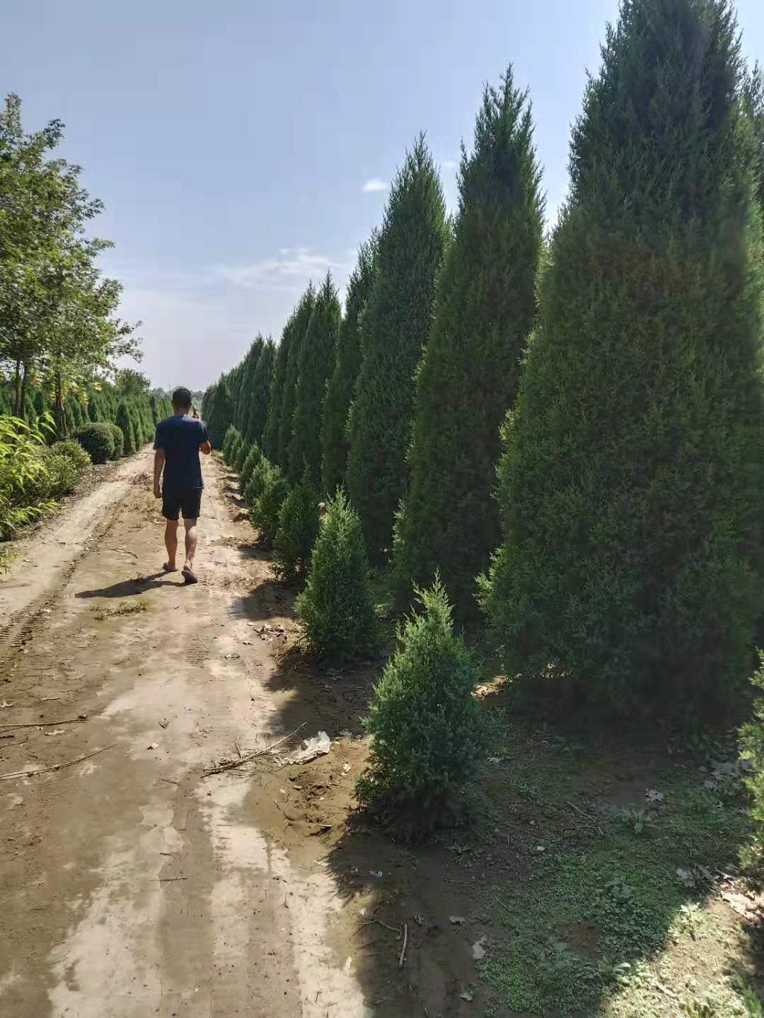 河北望都塔快廠家直銷,河北保定望都塔快,河北望都塔快批發(fā)市場(chǎng),河北望都塔快哪里有賣,河北望都塔快價(jià)格表
