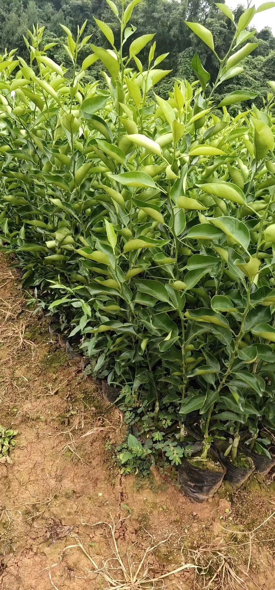 福建明日見(jiàn)雜柑種植-福建明日見(jiàn)雜柑批發(fā)價(jià)格-【簡(jiǎn)陽(yáng)市學(xué)軍苗木種植專(zhuān)業(yè)合作社】