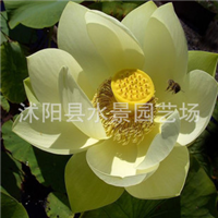 江蘇宿遷沭陽荷花基地-江蘇沭陽荷花批發(fā)價(jià)格-【沭陽縣水景園藝場(chǎng)】