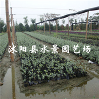 江蘇宿遷沭陽水果蘭基地-江蘇沭陽水果蘭批發(fā)價格-【沭陽縣水景園藝場】
