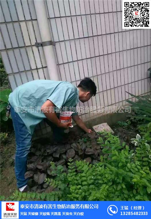 泰安清波泰安養(yǎng)豬場(chǎng)專業(yè)滅老鼠等