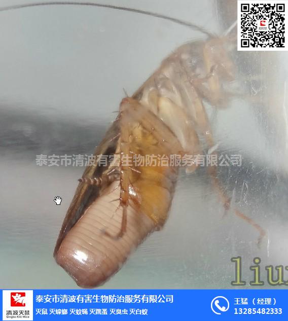 泰安清波泰安滅蟑螂的抗藥性