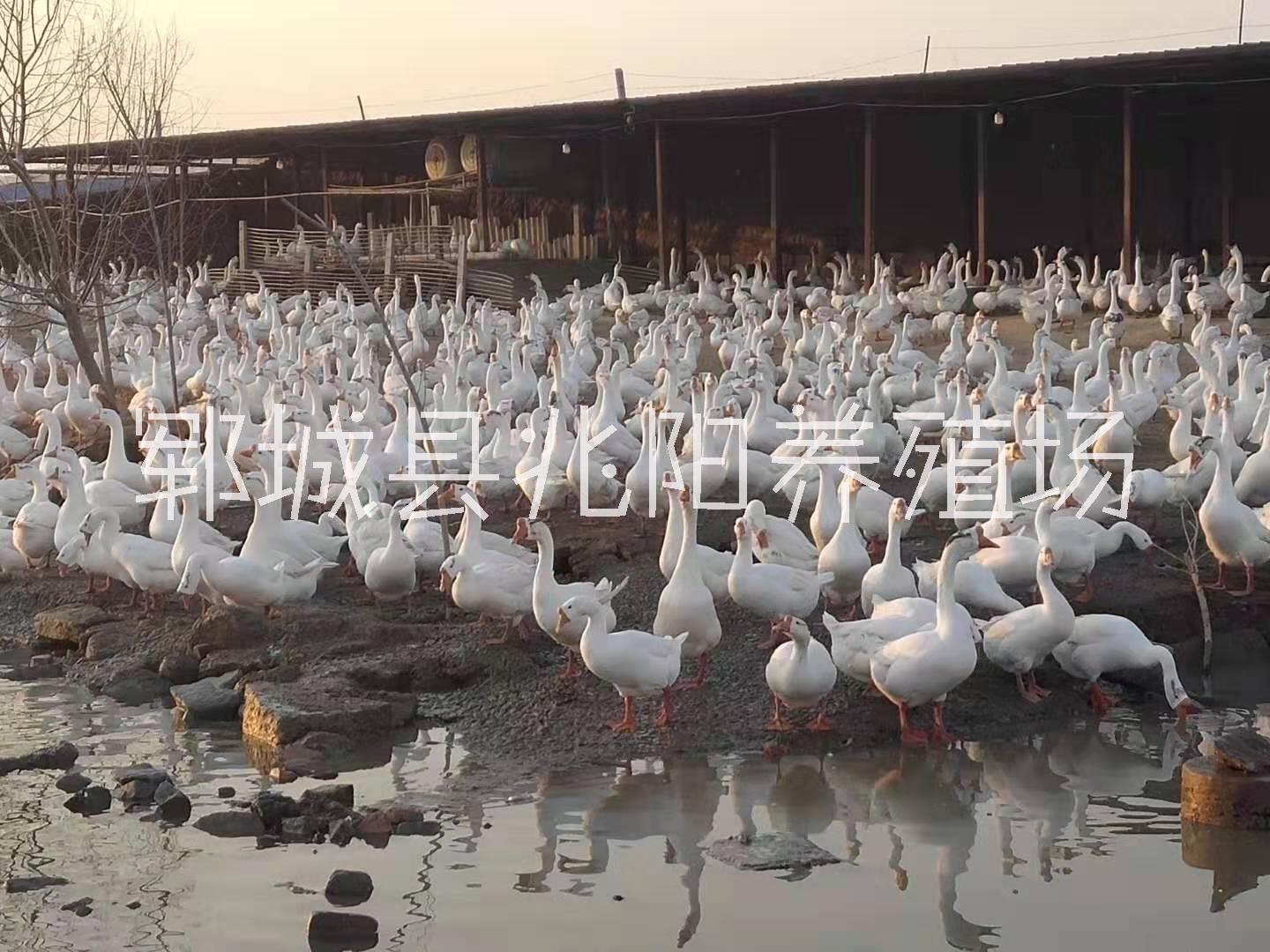 皖西白鵝養(yǎng)殖批發(fā)，皖西白鵝養(yǎng)殖技術(shù)，皖西白鵝批發(fā)報(bào)價(jià)