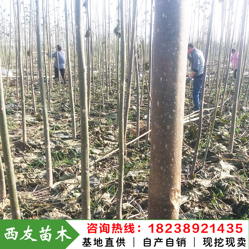 河南泡桐樹苗價格泡桐苗價格速生泡桐求購綠桐樹苗華桐樹苗基地