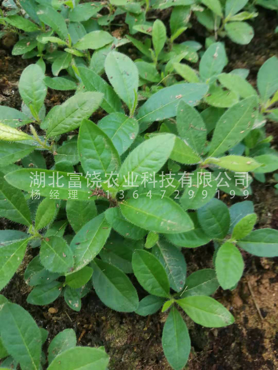 出售 湖北隨州富饒農(nóng)業(yè)純黃*鬧羊花羊躑躅籽育苗種苗小苗杯苗地被苗種子基地直銷 黃*鬧羊花羊躑躅小苗