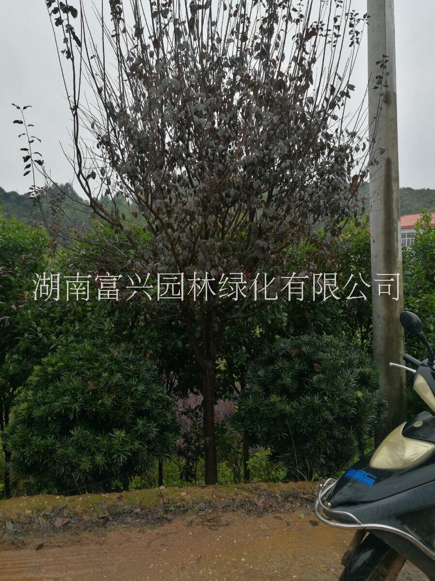 紫葉李紅葉李15公分叢生紅葉李價格山東12公分紫葉李報價